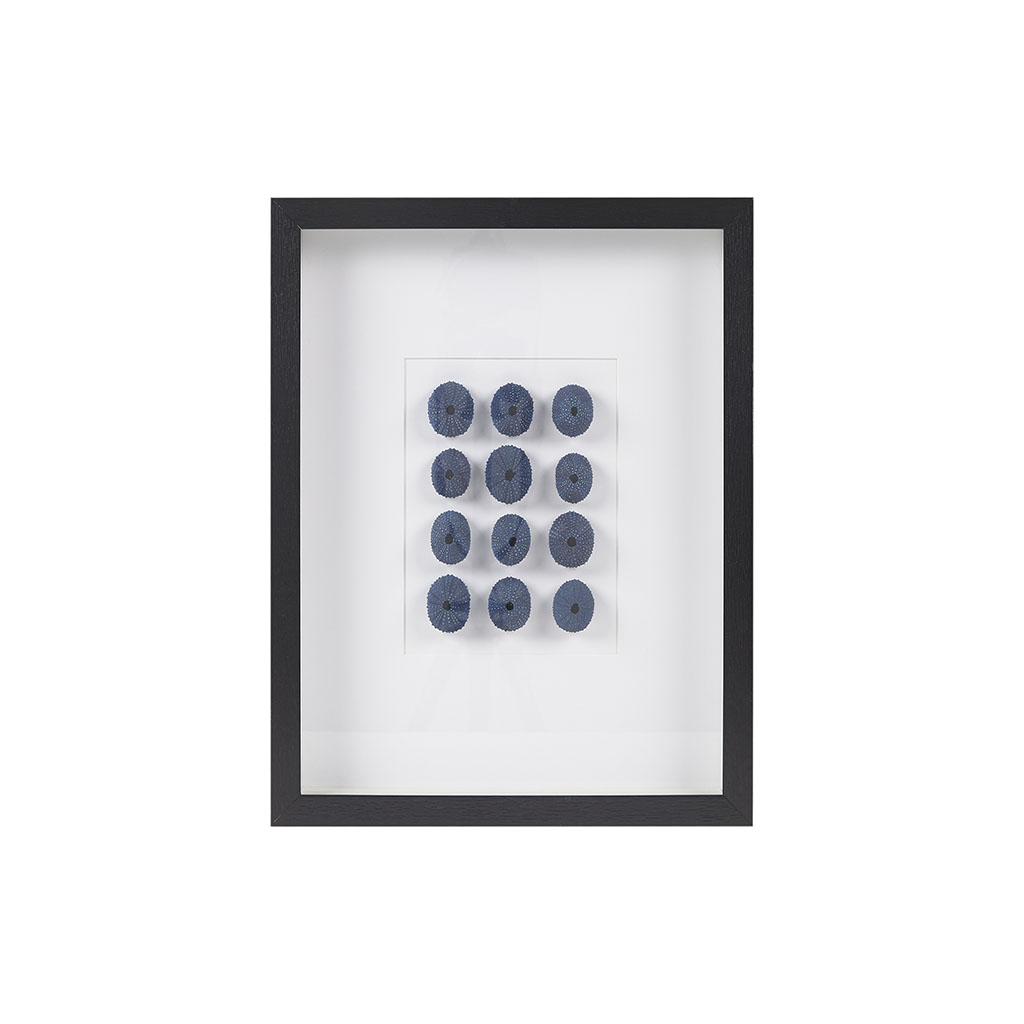 Indigo Shells Framed Sea Urchin Shadow Box Wall Decor