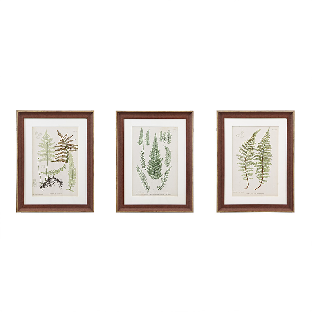 Lady Fern Collection Botanical Illustration 3-piece Framed Glass and Single Matted Wall Art Set